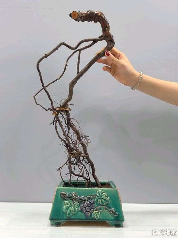 雀梅下山桩不知道能不能活?