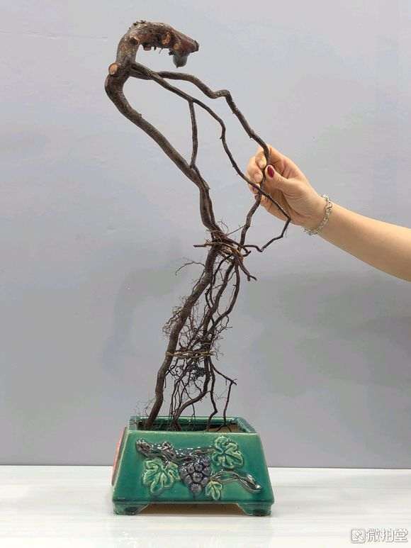 雀梅下山桩不知道能不能活?