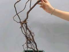 雀梅下山桩不知道能不能活？