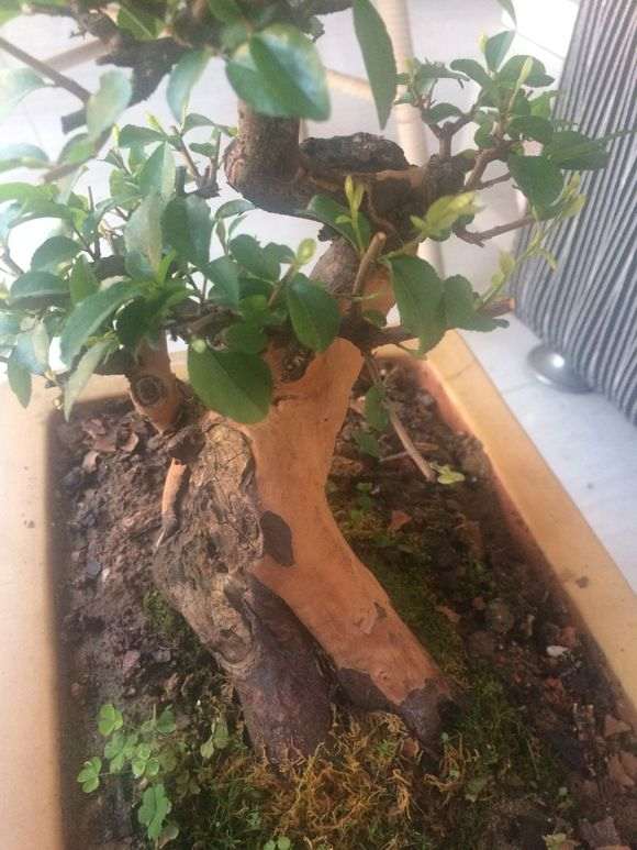 雀梅下山桩蜕的皮可以直接放到盆里吗