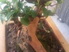 雀梅下山桩蜕的皮可以直接放到盆里吗