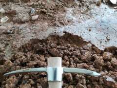 深圳秋季可以挖雀梅下山桩吗