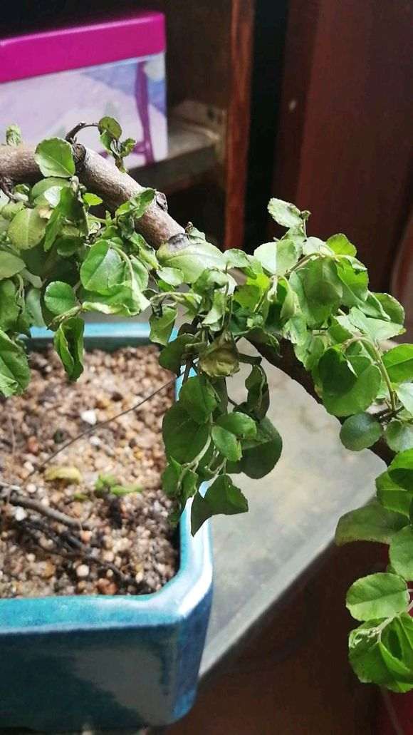 雀梅下山桩是不是换盆伤到根了 帮忙看看