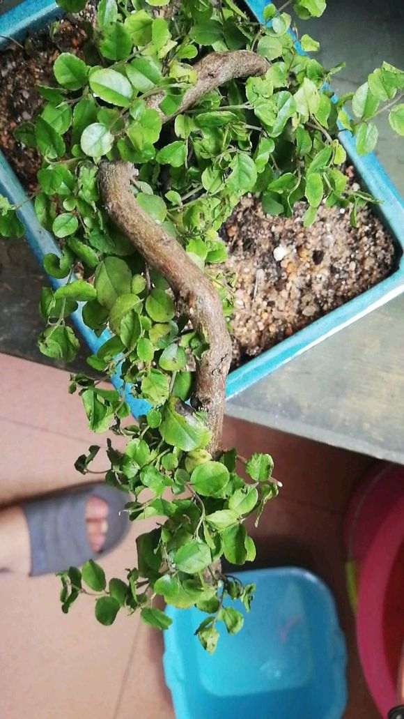 雀梅下山桩是不是换盆伤到根了 帮忙看看