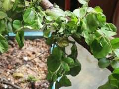 雀梅下山桩是不是换盆伤到根了 帮忙看看