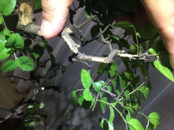 雀梅下山桩枝先坏皮后死枝原因