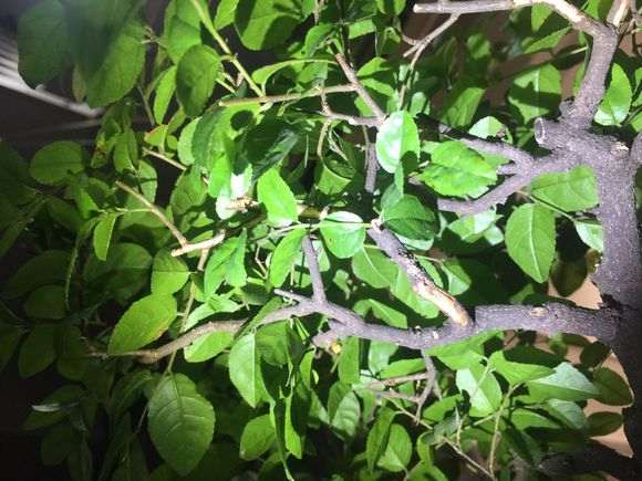 雀梅下山桩枝先坏皮后死枝原因