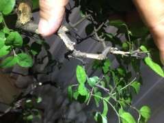 雀梅下山桩枝先坏皮后死枝原因