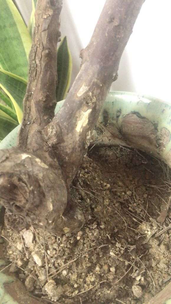 雀梅下山桩 30天了没来芽 要套袋保湿