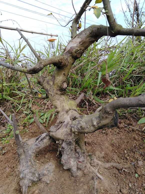 剪2棵4年的雀梅下山桩 一级枝基本到位