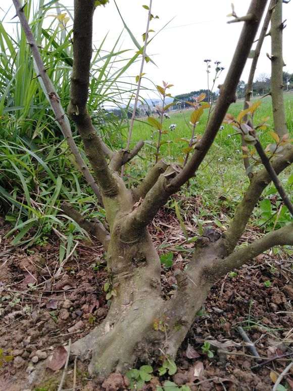 剪2棵4年的雀梅下山桩 一级枝基本到位
