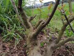 剪2棵4年的雀梅下山桩 一级枝基本到位