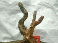 看我是怎么给雀梅下山桩上盆的