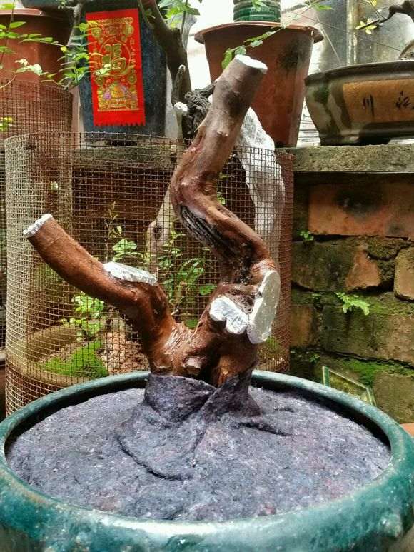 雀梅下山桩在什么季节挖最容易成活