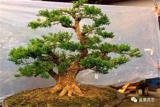 黄杨盆景怎么配土施肥的方法