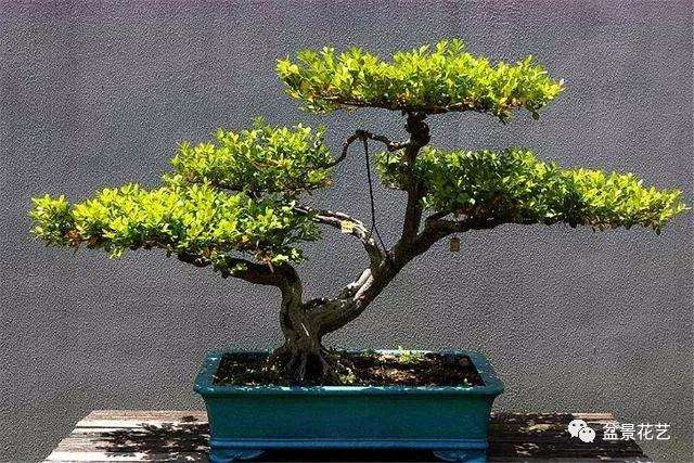 黄杨盆景怎么配土施肥的方法