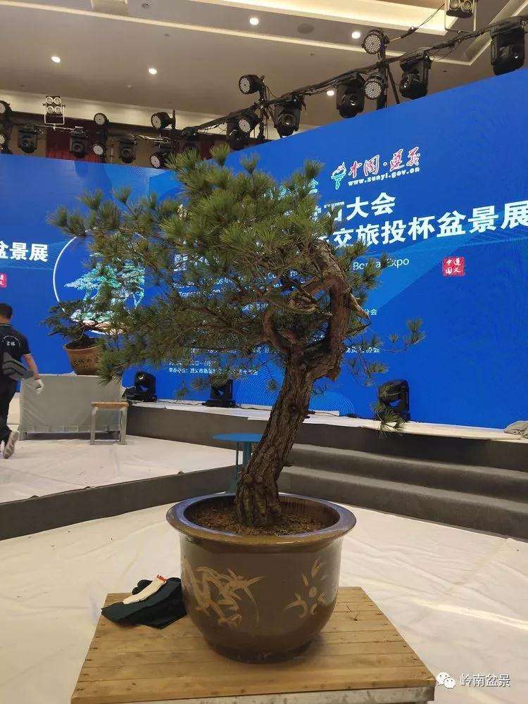 遵义2019世界盆景赏石大会现场制作篇