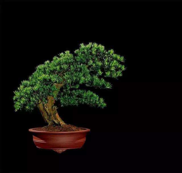 为什么罗汉松盆景要定时修剪 薄肥多施