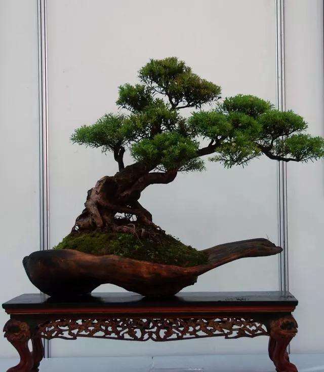 为什么罗汉松盆景要定时修剪 薄肥多施