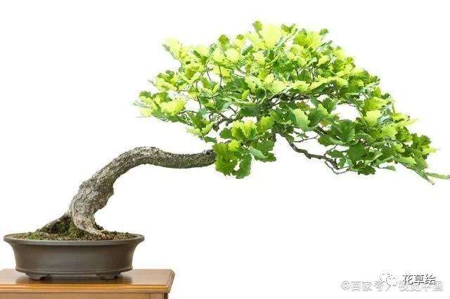 怎么用铝线蟠扎盆景的方法 图片