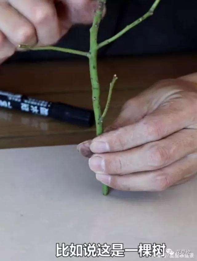 怎么用铝线蟠扎盆景的方法 图片