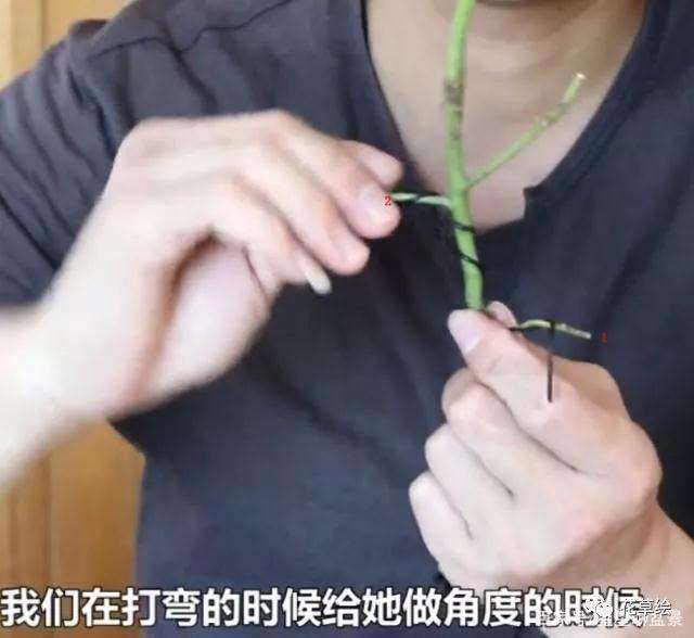 怎么用铝线蟠扎盆景的方法 图片