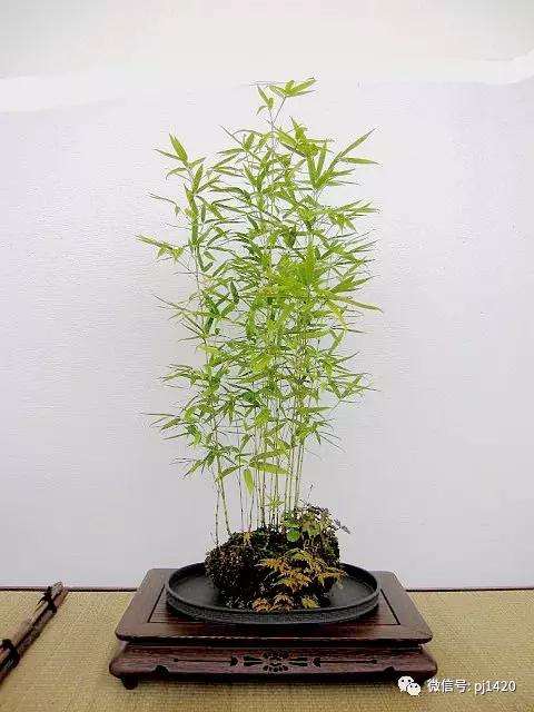 5种盆景制作方法 使你的盆景更有意义