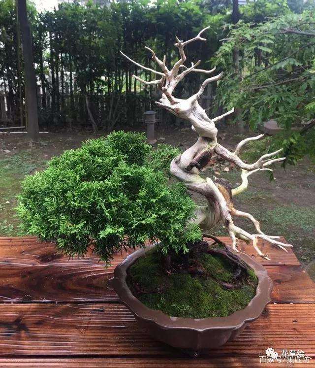 5种盆景制作方法 使你的盆景更有意义