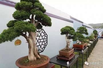 临沂市兰陵压油沟首届盆景艺术节