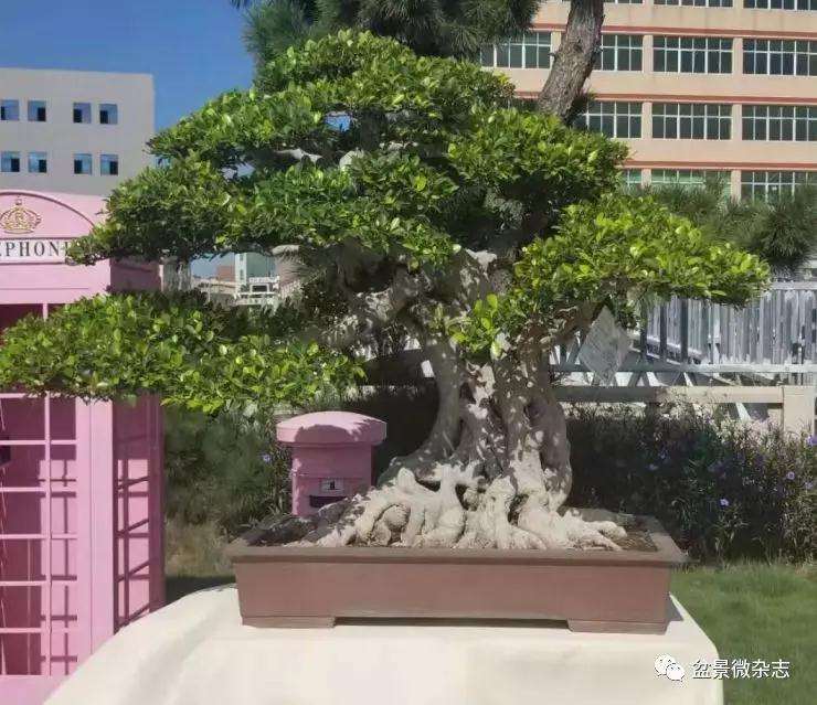 9月23日在鸿江盆景园盛大开幕