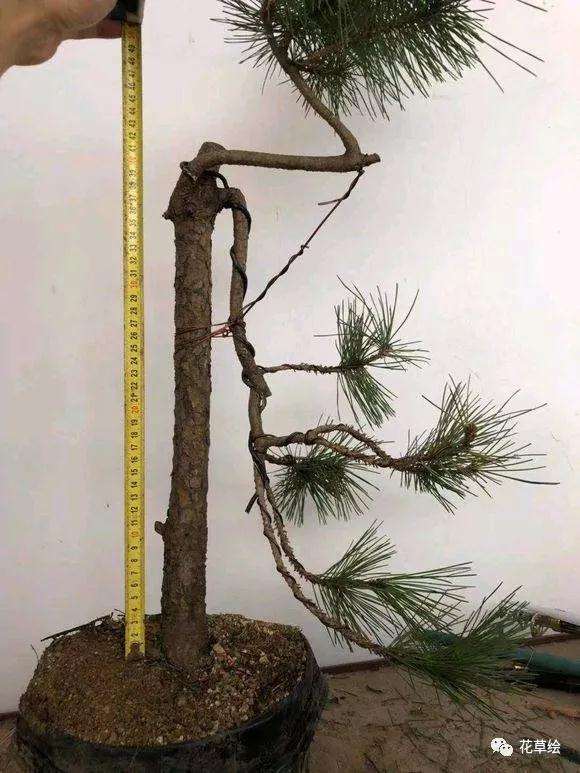 直杆式黑松截干后怎么制作盆景