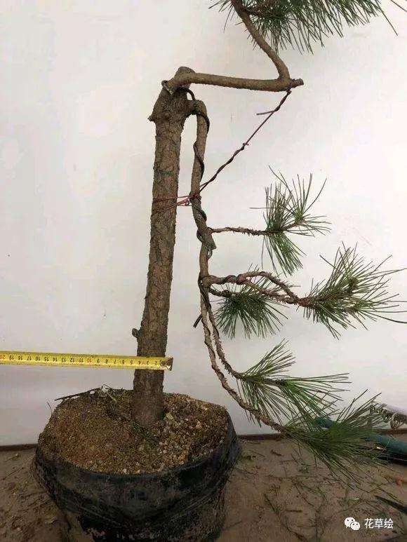 直杆式黑松截干后怎么制作盆景