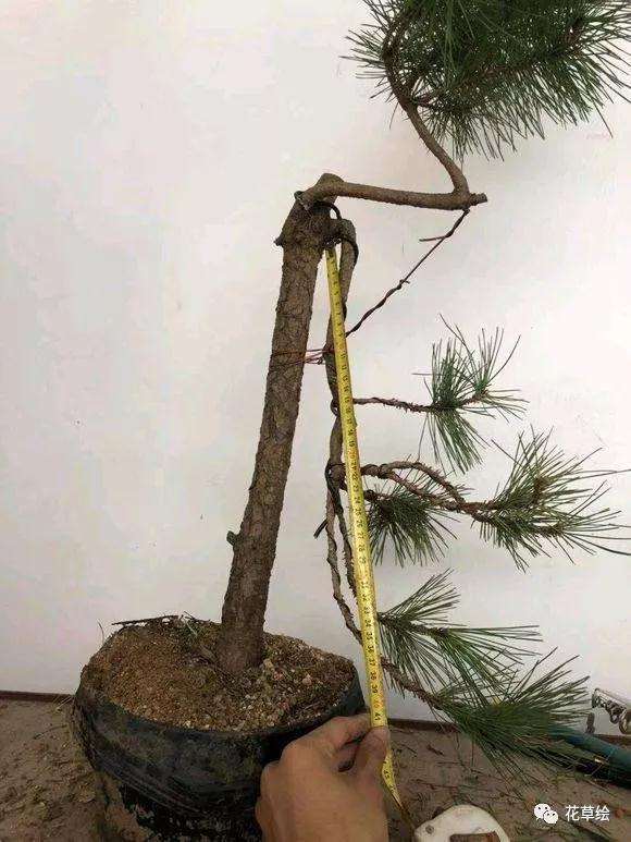 直杆式黑松截干后怎么制作盆景