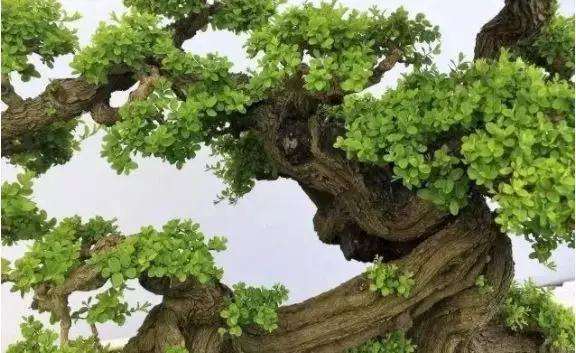 铁包金盆景怎么浸泡生根的方法