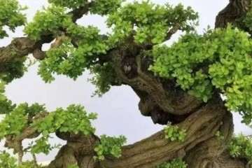 广东高等院校盆景专业班招生啦