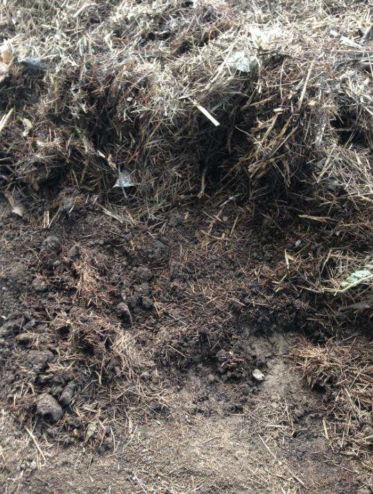 盆景生桩可以采用什么植料