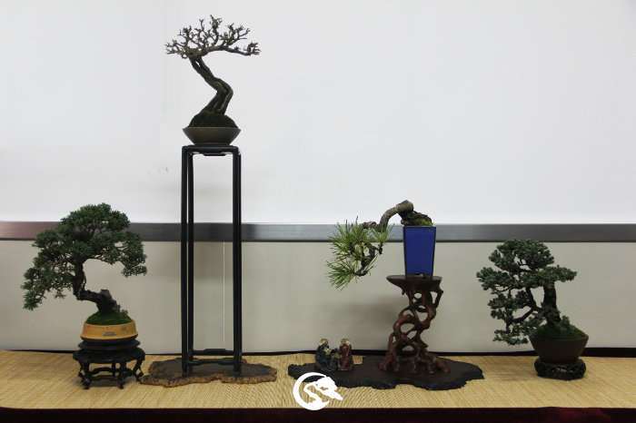 盆景生桩可以采用什么植料