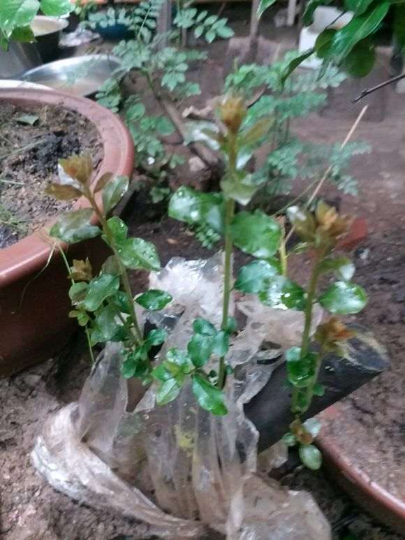 下山桩生桩长到十几公分 停止生长了 正常吗