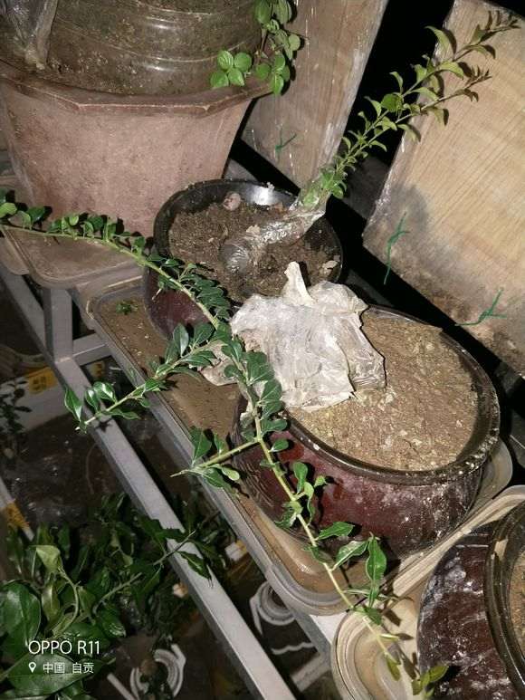 金弹子下山桩生桩什么时候长根 求助
