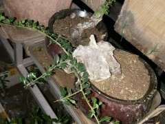 金弹子下山桩生桩什么时候长根 求助