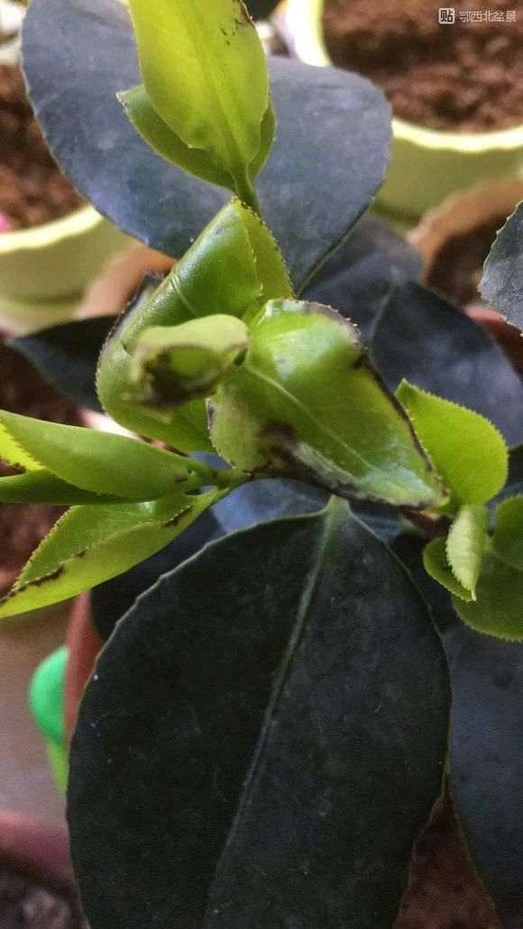 下山桩生桩发芽发黑出现枯萎 套袋保湿