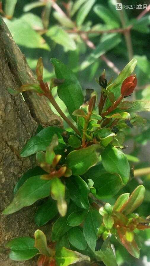 下山桩生桩发芽发黑出现枯萎 套袋保湿