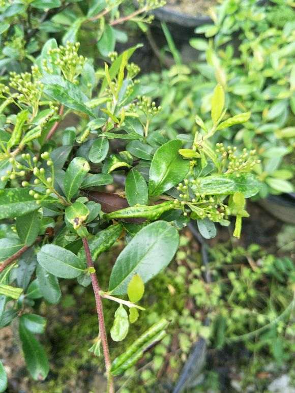 下山桩生桩发芽发黑出现枯萎 套袋保湿