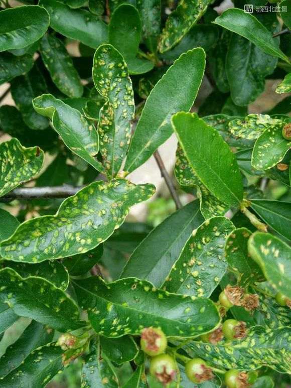 下山桩生桩发芽发黑出现枯萎 套袋保湿