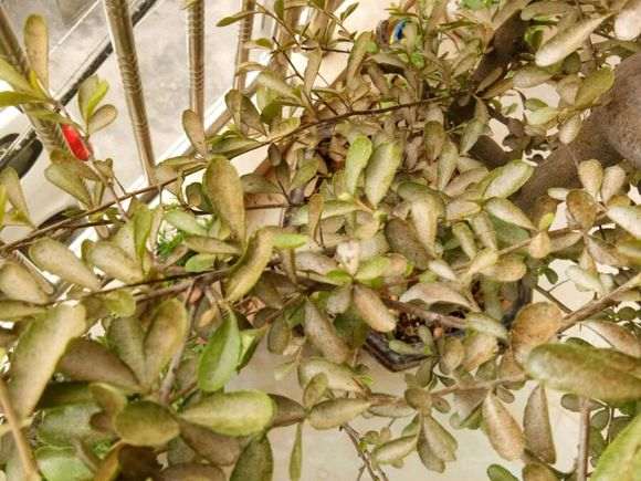 下山桩生桩发芽发黑出现枯萎 套袋保湿