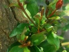 下山桩生桩发芽发黑出现枯萎 套袋保湿