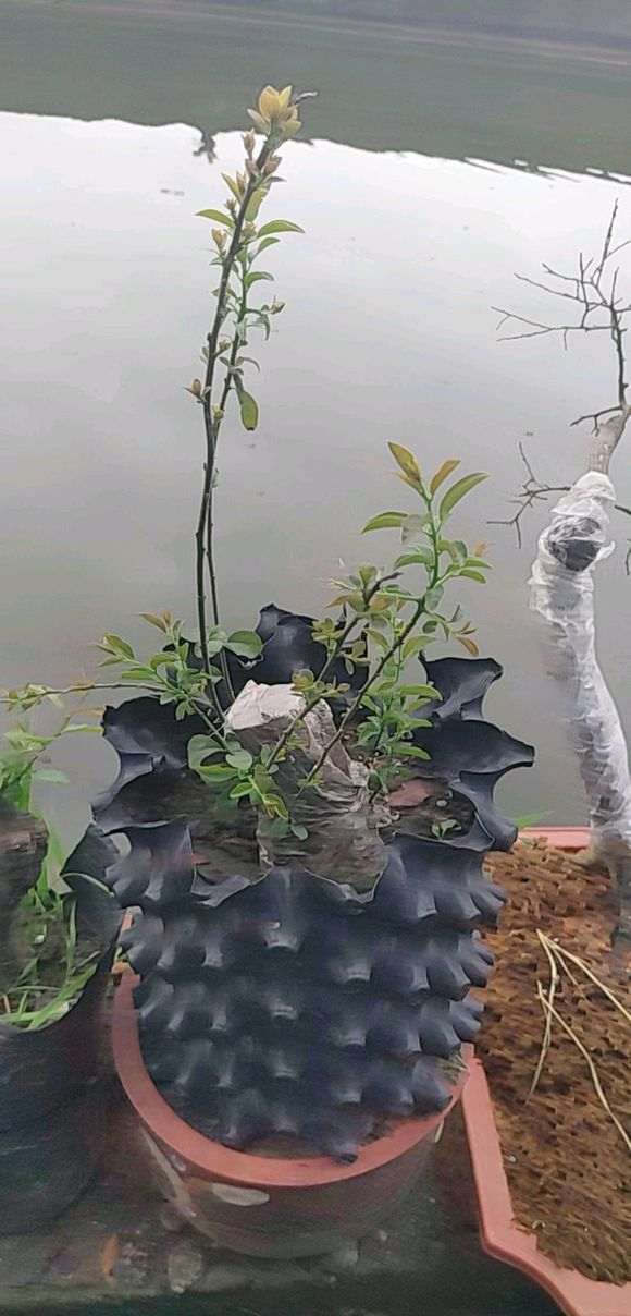 下山桩生桩一年前就这么长的枝条 怎么办