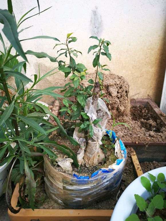 下山桩生桩一年前就这么长的枝条 怎么办