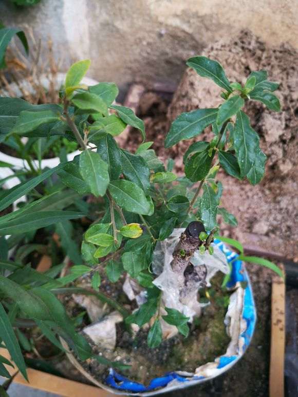 下山桩生桩一年前就这么长的枝条 怎么办