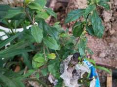 下山桩生桩一年前就这么长的枝条 怎么办